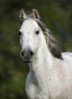Germania, Baden-Wuerttemberg, Primo piano del cavallo arabo, Equus ferus caballus — Foto stock