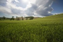 Itália, Toscana, paisagem rural em retroiluminação — Fotografia de Stock