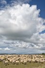 Нової Зеландії, стадо овець острів Чатем, Вайтанги, під хмарного неба — стокове фото