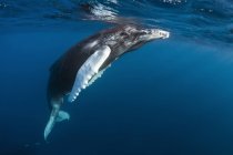 Humpback swimming whale under water during daytime — Stock Photo