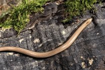 Slow worm, Anguis fragilis, on dead wood — Stock Photo