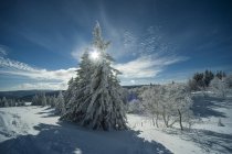 Veduta del paesaggio invernale con alberi ghiacciati in inverno nella Foresta Nera, Baden-Wuerttemberg, Feldberg, Germania — Foto stock