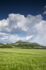 Germany, Baden-Wuerttemberg, Constance district, Hegau, View to Hohentwiel, Barley field — Stock Photo