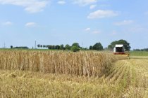 Raccolta combinata di un campo di orzo, Germania, Renania settentrionale-Vestfalia, Petershagen — Foto stock