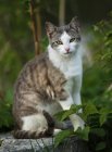 Gris blanco tabby gato sentado en piedra al aire libre - foto de stock