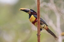 Brasile, Mato Grosso, Mato grosso do Sul, Pantanal, aracari dalle orecchie castane, Pteroglossus castanotis bird — Foto stock