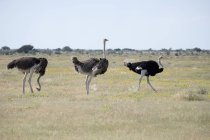Afrique, Namibie, Parc national d'Etosha, Trois autruches africaines marchant dans la nature — Photo de stock