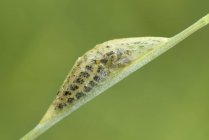 Cocoon of six-spot burnet, Zygaena filipendulae, on blade of grass — Stock Photo