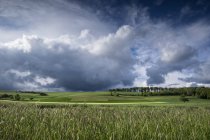 Germania, Baden-Wuerttemberg, distretto di Constance, campo di orzo a Hegau in tempesta sull'erba — Foto stock