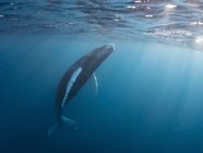 Dominican Republic, Silverbanks, Humpback whale, Megaptera novaeangliae — Stock Photo
