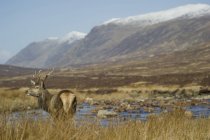 Scotland natural landscape and rear view of deer — Stock Photo