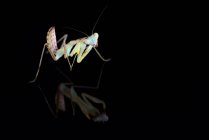 Giant Asian mantis, Hierodula Membranacea, in front of black background — Stock Photo