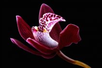 Орхідея, Цимбідіум, перед чорному тлі — стокове фото