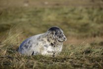 Joven foca gris tendida en el prado durante el día - foto de stock