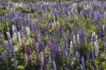 New Zealand, violet lupines, Lupinus — Stock Photo