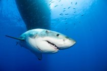 Mexico, Guadalupe, Pacific Ocean, portrait of white shark, Carcharodon carcharias — Stock Photo