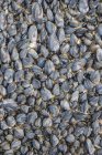 France, Bretagne, Cap Sizun, mussels, full frame — Stock Photo