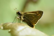 Большой шкипер, Ochlodes Sylvanus бабочка сидит на листьях растений — стоковое фото