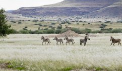 Africa, Namibia, Damaraland, group of zebras at veld during daytime — Stock Photo