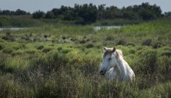 France, Camargue, Camargue horse in high grass on green pasture — Stock Photo