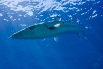 Ozeanien, Palau, große Barrakuda, Sphyraena barracuda — Stockfoto