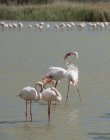 França, Provence Alpes Cote d 'Azur, Camargue, interagindo flamingos, Phoenicopterus roseus — Fotografia de Stock