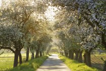 Germany, Bavaria, Upper Franconia, bikeway, avenue with blooming apple trees — Stock Photo