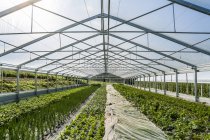 Germania, Coltivazione di erbe biologiche e cavolo rapa in serra — Foto stock