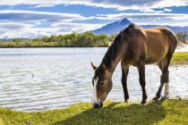 Cile, Parco Nazionale delle Torres del Paine, pascolo di cavalli a Rio Paine durante il giorno — Foto stock