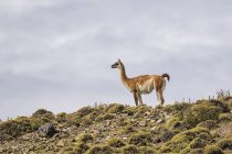 Sud America, Cile, Vicuna, Parco Nazionale Torres del Paine e cammello a terra — Foto stock