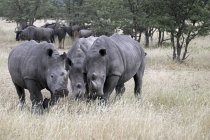 África, Namíbia, Etosha Natioal Park, rinocerontes de boca larga — Fotografia de Stock