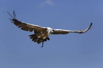 Gänsegeier fliegt vor blauem Himmel — Stockfoto