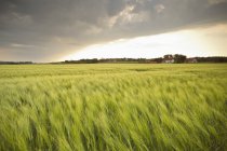 Germany, Lower Saxony, view to barley field at daytime — Stock Photo