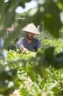 Садівник з азіатських hat працює в денний час — стокове фото