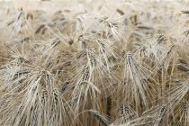 Épis de blé rivet au champ, vue rapprochée — Photo de stock