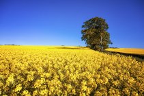 Vista de campo de estupro amarelo florescente e árvore solitária sob o céu azul — Fotografia de Stock