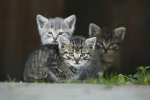 Kätzchen sitzen draußen und schauen in die Kamera — Stockfoto