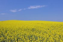 Vista de campo de estupro amarelo florescendo sob o céu azul — Fotografia de Stock
