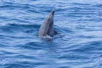 Delphin-Spyhopping im Meer auf Wasseroberfläche — Stockfoto