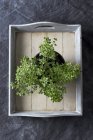 Lemon thyme growing in pot on wooden tray — Stock Photo