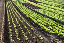 Campo vegetal de alface com sistema de irrigação — Fotografia de Stock