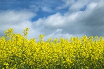 Крупним планом бурхливий жовтий вид на поле зґвалтування під блакитним небом — стокове фото