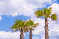 Vue des palmiers sous un soleil éclatant et un ciel nuageux — Photo de stock
