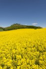 Германия, Гельзенберг, Вид на поле желтого рапса — стоковое фото
