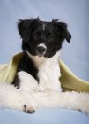Bordo collie cucciolo sdraiato su pelle di pecora su sfondo blu — Foto stock