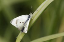Pieris rapae в парке Нойнер-Зее — стоковое фото