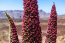 Spagna, Veduta della fioritura rossa Taginaste nel Parco Nazionale del Teide — Foto stock