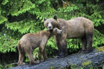 Canadá, Khutzeymateen Grizzly Bear Sanctuary, Oso pardo hembra con cachorro de oso de pie en el tronco del árbol - foto de stock