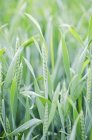 Germania, Baden Wuerttemberg, Veduta del campo di mais e dell'erba — Foto stock
