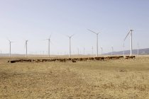 Испания, Вид ветряных турбин и крупного рогатого скота в поле — стоковое фото